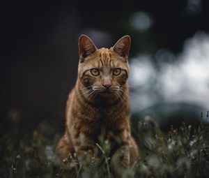 Preview wallpaper cat, red, view, grass