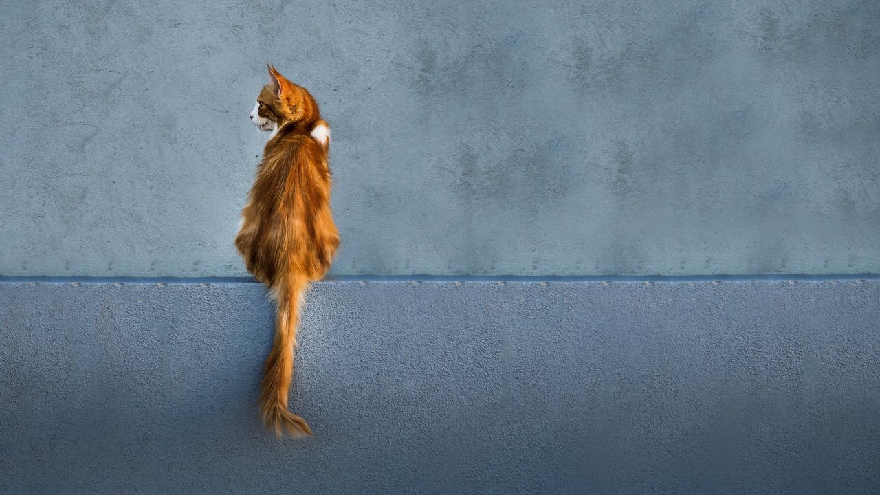 Wallpaper cat, red, wall, sitting, looks, back, tail