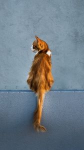 Preview wallpaper cat, red, wall, sitting, looks, back, tail