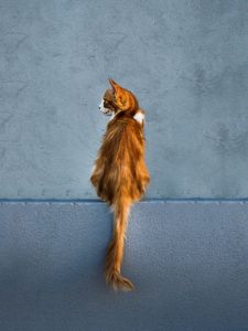 Preview wallpaper cat, red, wall, sitting, looks, back, tail