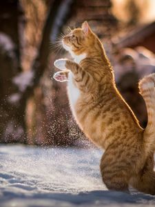 Preview wallpaper cat, redhead, on his hind legs, playful