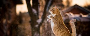 Preview wallpaper cat, redhead, on his hind legs, playful