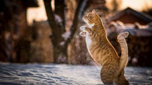 Preview wallpaper cat, redhead, on his hind legs, playful