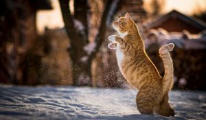 Preview wallpaper cat, redhead, on his hind legs, playful