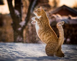 Preview wallpaper cat, redhead, on his hind legs, playful