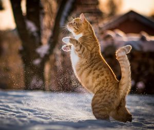 Preview wallpaper cat, redhead, on his hind legs, playful