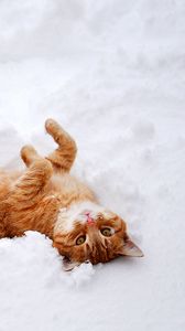 Preview wallpaper cat, redhead, snow, lies, playful