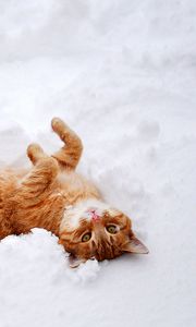 Preview wallpaper cat, redhead, snow, lies, playful