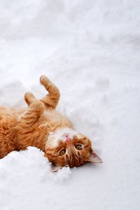 Preview wallpaper cat, redhead, snow, lies, playful