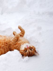 Preview wallpaper cat, redhead, snow, lies, playful