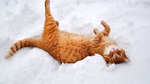 Preview wallpaper cat, redhead, snow, lies, playful