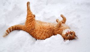 Preview wallpaper cat, redhead, snow, lies, playful