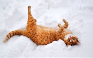 Preview wallpaper cat, redhead, snow, lies, playful