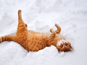 Preview wallpaper cat, redhead, snow, lies, playful