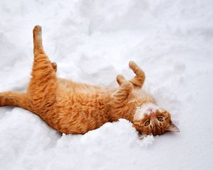 Preview wallpaper cat, redhead, snow, lies, playful