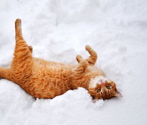 Preview wallpaper cat, redhead, snow, lies, playful