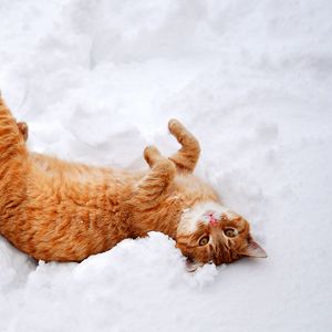 Preview wallpaper cat, redhead, snow, lies, playful