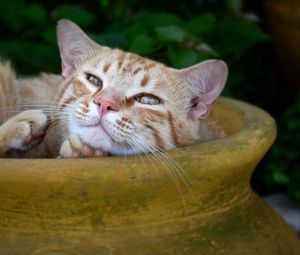 Preview wallpaper cat, redhead, striped, pitcher, lie