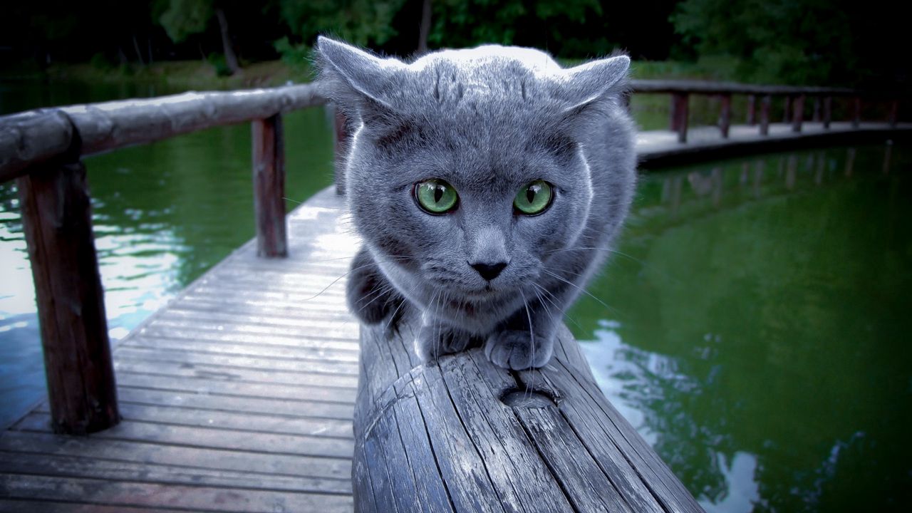 Wallpaper cat, river, rail, sit, scared