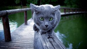 Preview wallpaper cat, river, rail, sit, scared