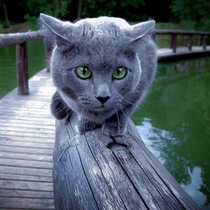 Preview wallpaper cat, river, rail, sit, scared
