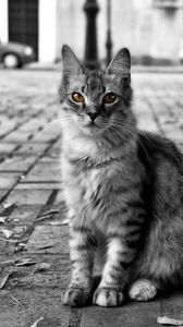 Preview wallpaper cat, road, city, homeless, furry, black white
