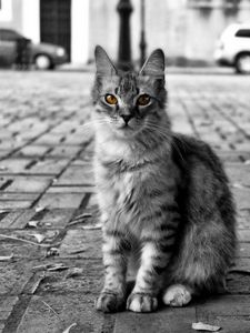 Preview wallpaper cat, road, city, homeless, furry, black white