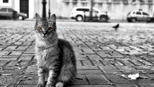 Preview wallpaper cat, road, city, homeless, furry, black white