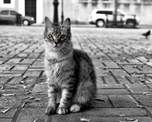 Preview wallpaper cat, road, city, homeless, furry, black white