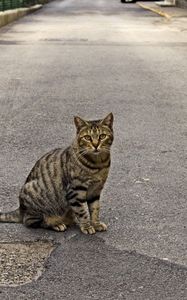 Preview wallpaper cat, road, sitting, waiting