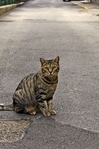 Preview wallpaper cat, road, sitting, waiting