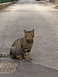 Preview wallpaper cat, road, sitting, waiting