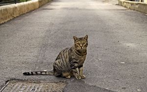 Preview wallpaper cat, road, sitting, waiting