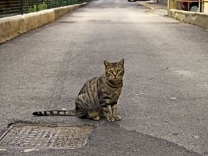 Preview wallpaper cat, road, sitting, waiting