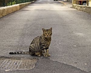 Preview wallpaper cat, road, sitting, waiting