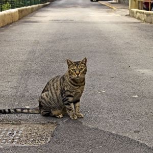 Preview wallpaper cat, road, sitting, waiting