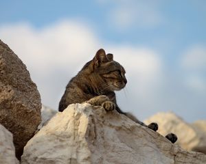 Preview wallpaper cat, rocks, lying, fatigue