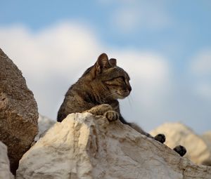 Preview wallpaper cat, rocks, lying, fatigue