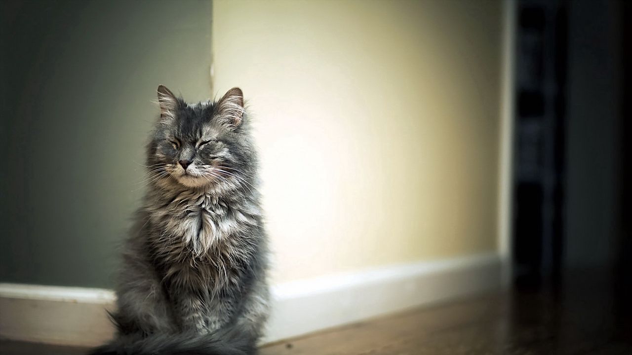 Wallpaper cat, room, parquet, fluffy