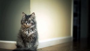 Preview wallpaper cat, room, parquet, fluffy