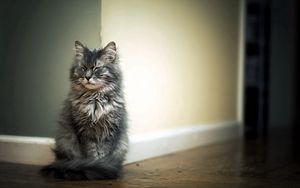 Preview wallpaper cat, room, parquet, fluffy