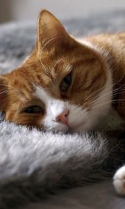 Preview wallpaper cat, rug, sleep, rest