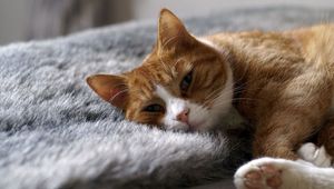 Preview wallpaper cat, rug, sleep, rest