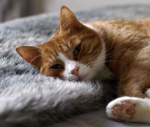 Preview wallpaper cat, rug, sleep, rest