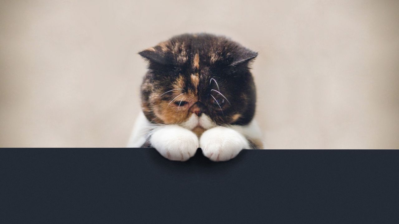 Wallpaper cat, sad, beautiful, legs, face, fat
