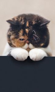 Preview wallpaper cat, sad, beautiful, legs, face, fat