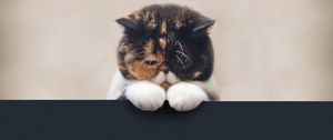 Preview wallpaper cat, sad, beautiful, legs, face, fat