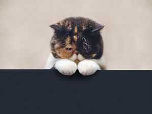 Preview wallpaper cat, sad, beautiful, legs, face, fat