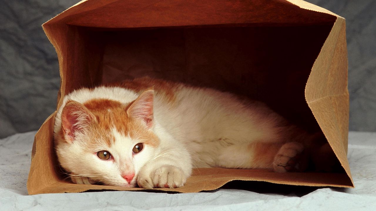 Wallpaper cat, sad, down, pack