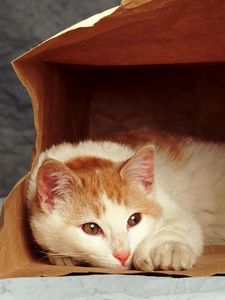 Preview wallpaper cat, sad, down, pack
